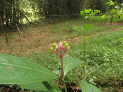 Chassalia curviflora