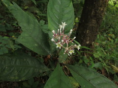 Chassalia curviflora