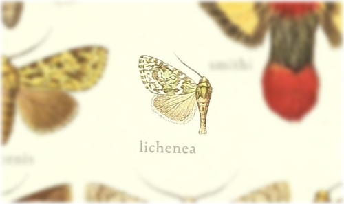 Mionides lichenea