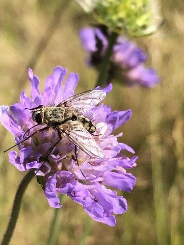 Prosena siberita, photo 2 of 10