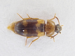 Mycetophagus