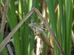 Anax longipes