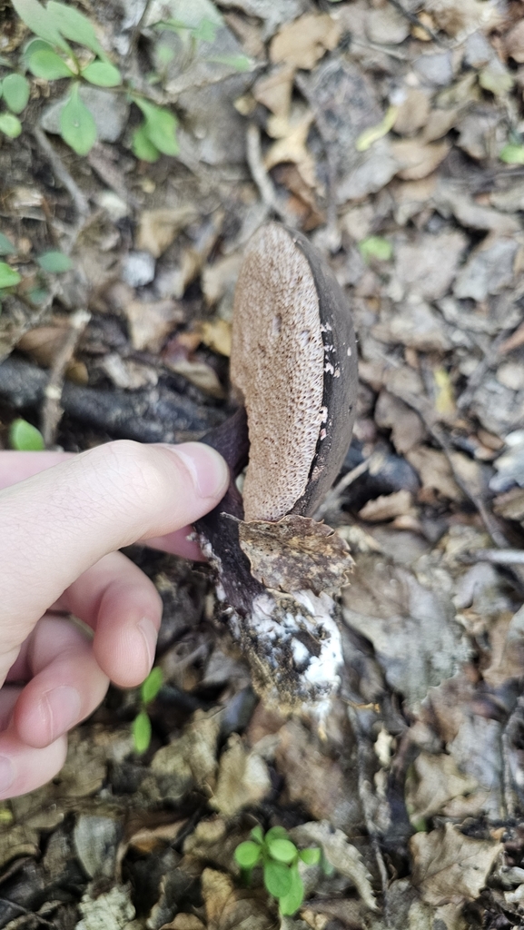 Tylopilus formosus · February 2025 · photo: © henryahh (iNaturalist, cc0)