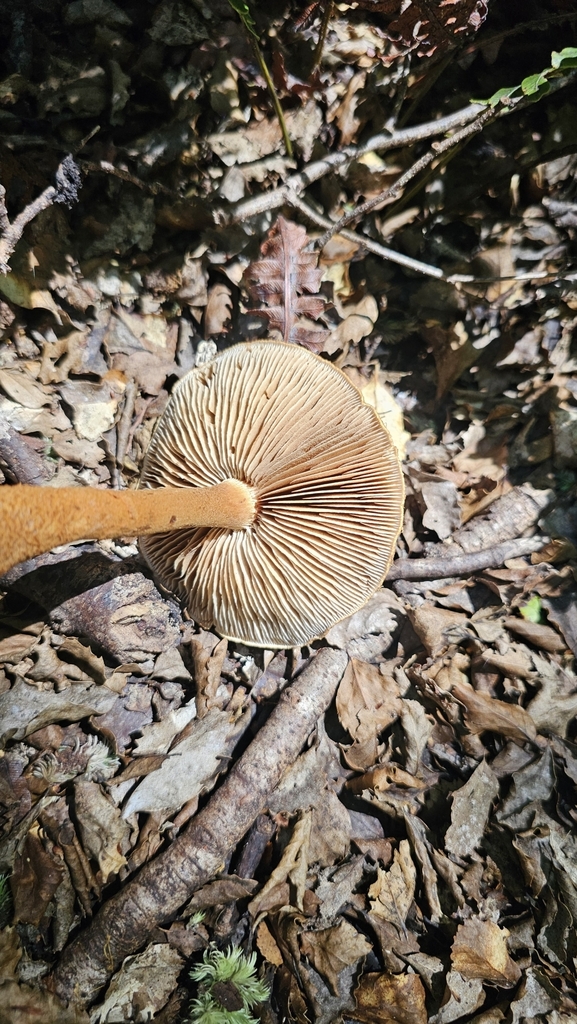 Thaxterogaster castoreus · February 2025 · photo: © henryahh (iNaturalist, cc0)