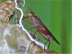 Anax longipes
