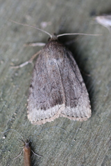 Amphipyra glabella