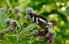 Argynnis sagana