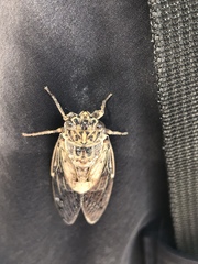 Cicada mordoganensis