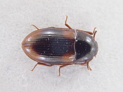 Diaclina testudinea