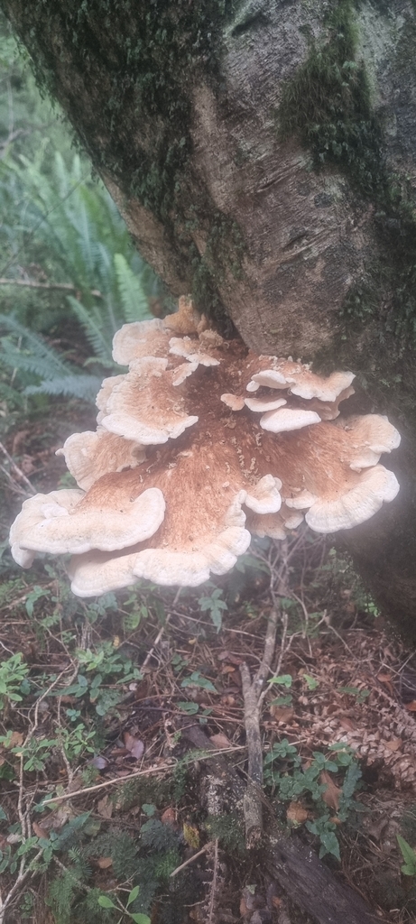 Bondarzewia kirkii · February 2025 · photo: © gavinwhite (iNaturalist, cc-by)