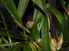 Raorchestes luteolus