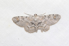 Iridopsis larvaria