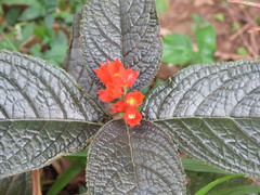 Chrysothemis pulchella