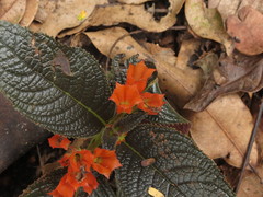Chrysothemis pulchella