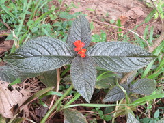Chrysothemis pulchella