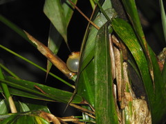 Raorchestes luteolus