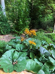Ligularia
