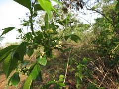 Cipadessa baccifera