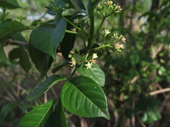 Cipadessa baccifera