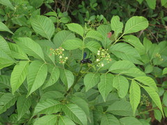 Cipadessa baccifera