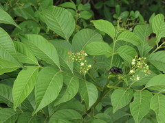 Cipadessa baccifera
