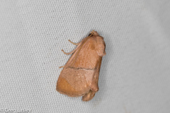 Apoda latomia
