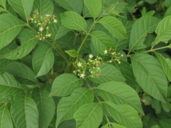 Cipadessa baccifera