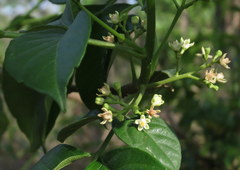 Cipadessa baccifera