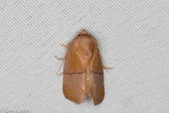 Apoda latomia