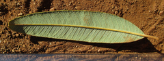 Ozoroa