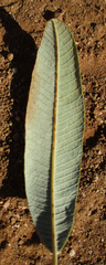 Ozoroa