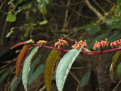 Cissus discolor