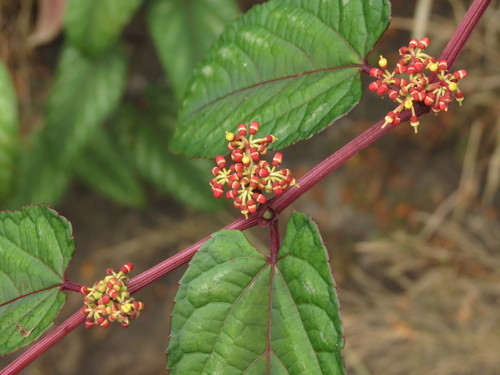 Image of Begonia Vine by no rights reserved