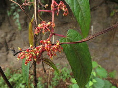 Cissus discolor