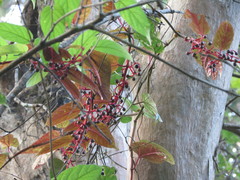 Cissus discolor