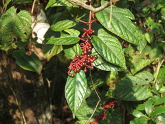Cissus discolor