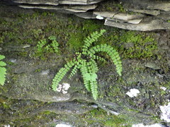 Asplenium trichomanes trichomanes