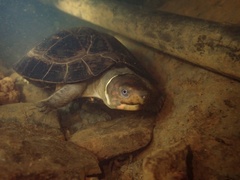 Palawan Forest Turtle photo 1