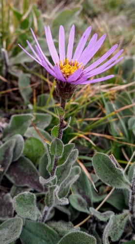 Aster amellus ssp. ibericus