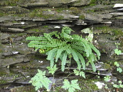 Asplenium trichomanes trichomanes
