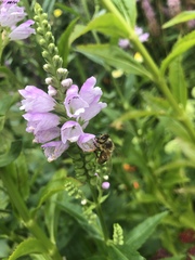 Apis mellifera