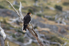 Daptrius albogularis