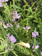 Bombus terrestris