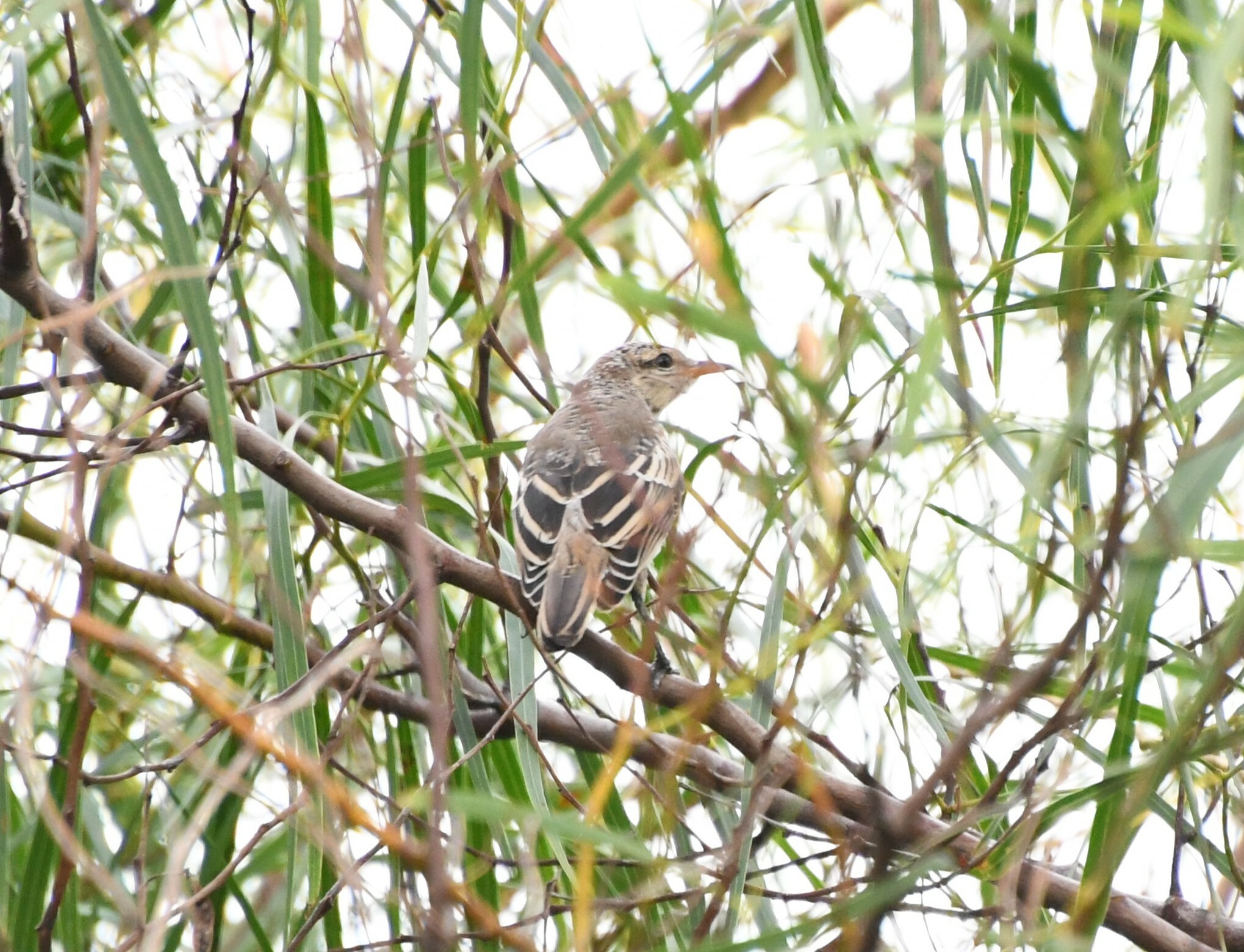 White-winged Triller (Lalage tricolor), photo 6