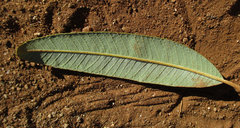 Ozoroa