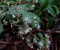 Clematis javana