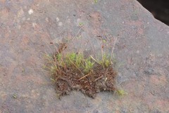 Leptobryum pyriforme