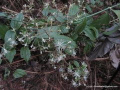 Clematis javana