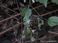 Clematis javana