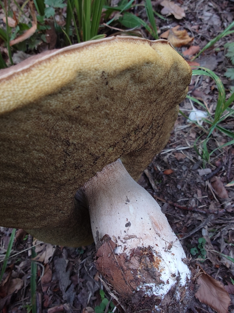 Boletus edulis · February 2025 · photo: © bythepark (iNaturalist, cc-by-nc)